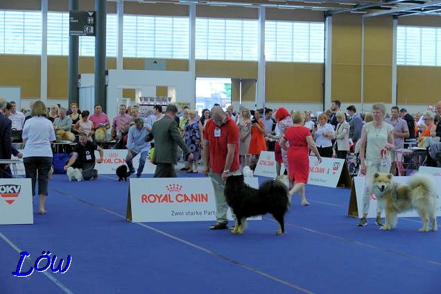 Howard bei der EUROPEAN DOG SHOW in Wels, 15.6.2019